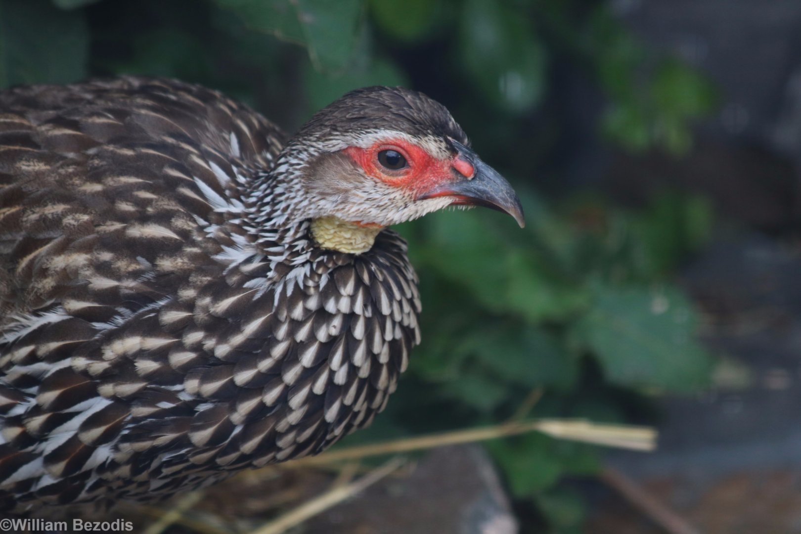 Yellow-necked Spurfowl