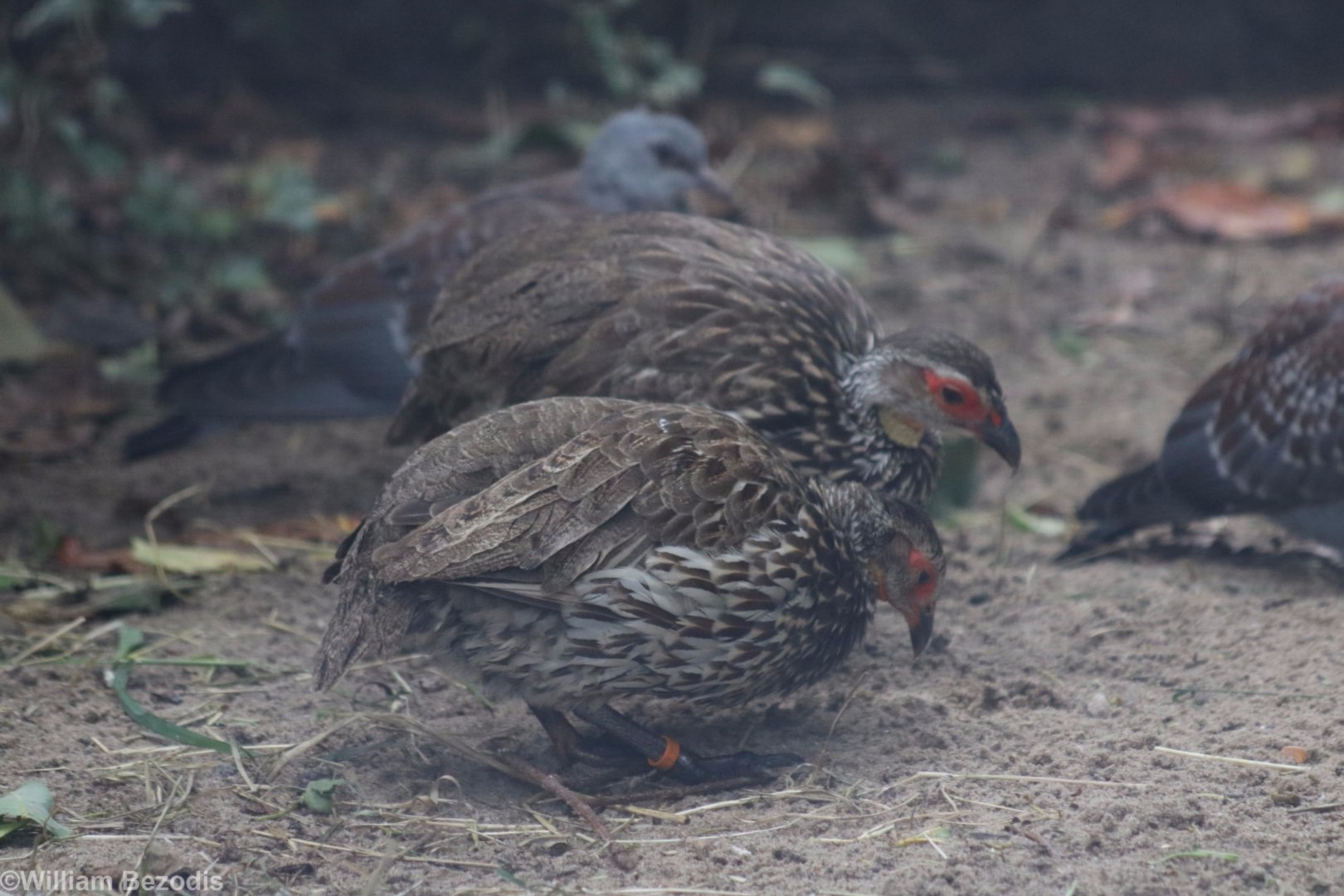 Yellow-necked Spurfowl