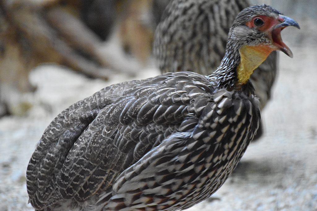 Yellow-Necked Spurfowl