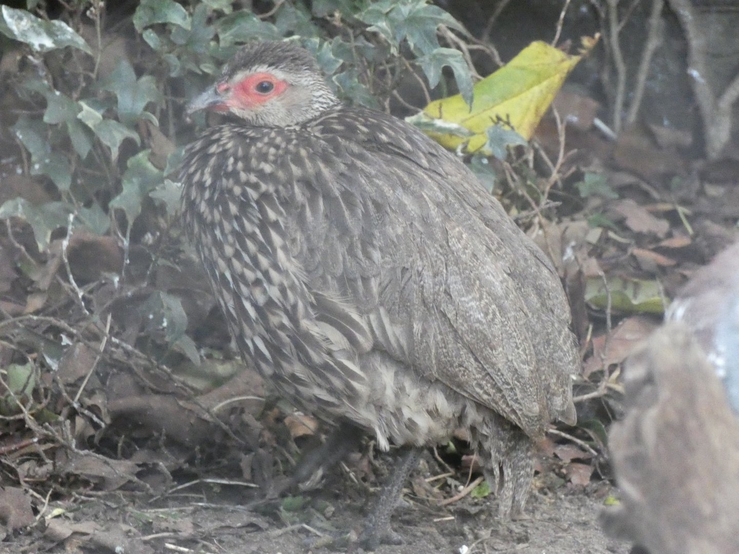 Yellow-necked Spurfowl