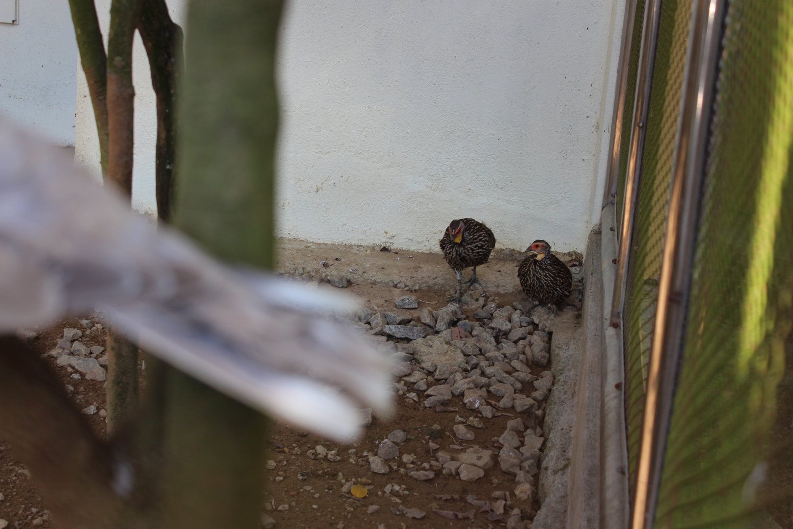 Yellow necked spurfowl