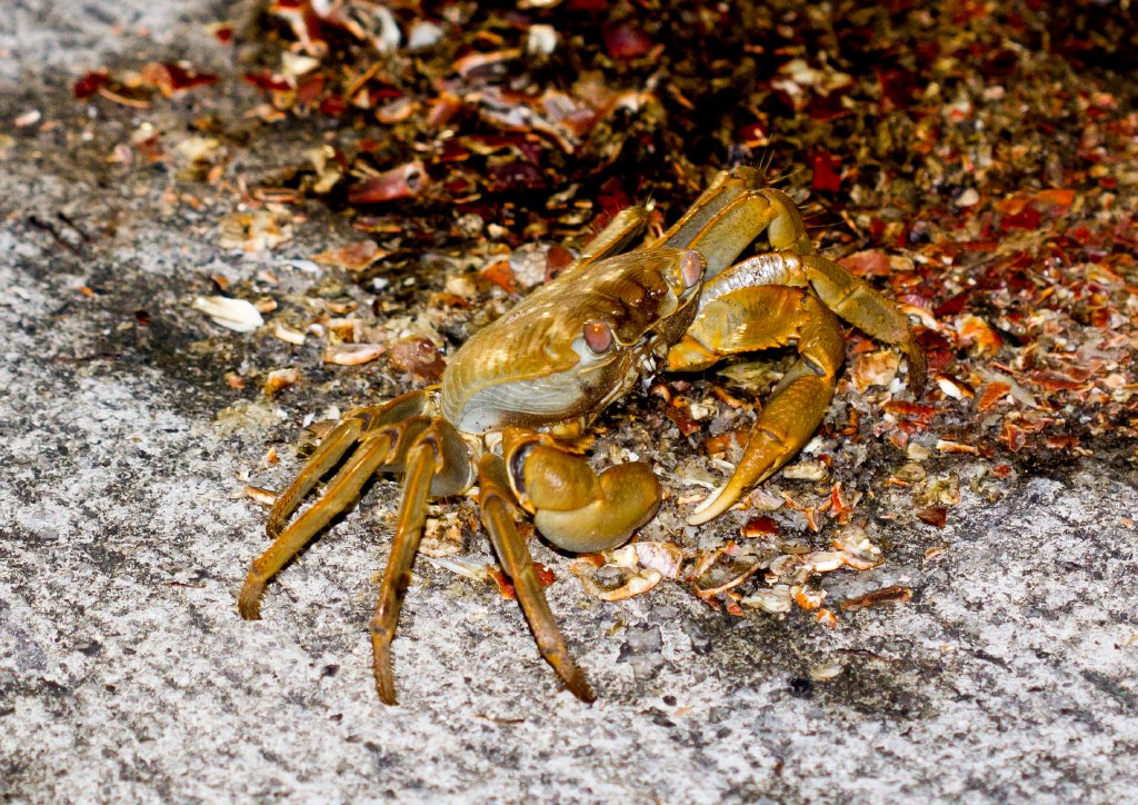 Yellow Nipper Crab