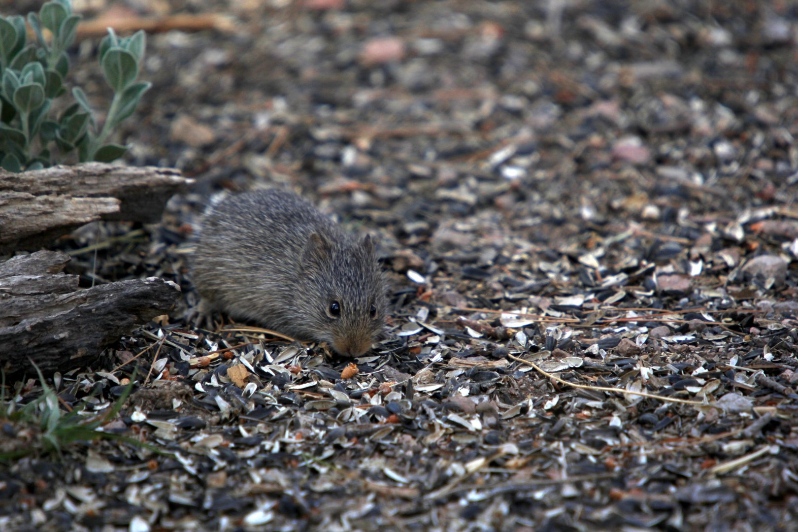yellow-nosed cotton rat (Sigmodon ochrognathus)