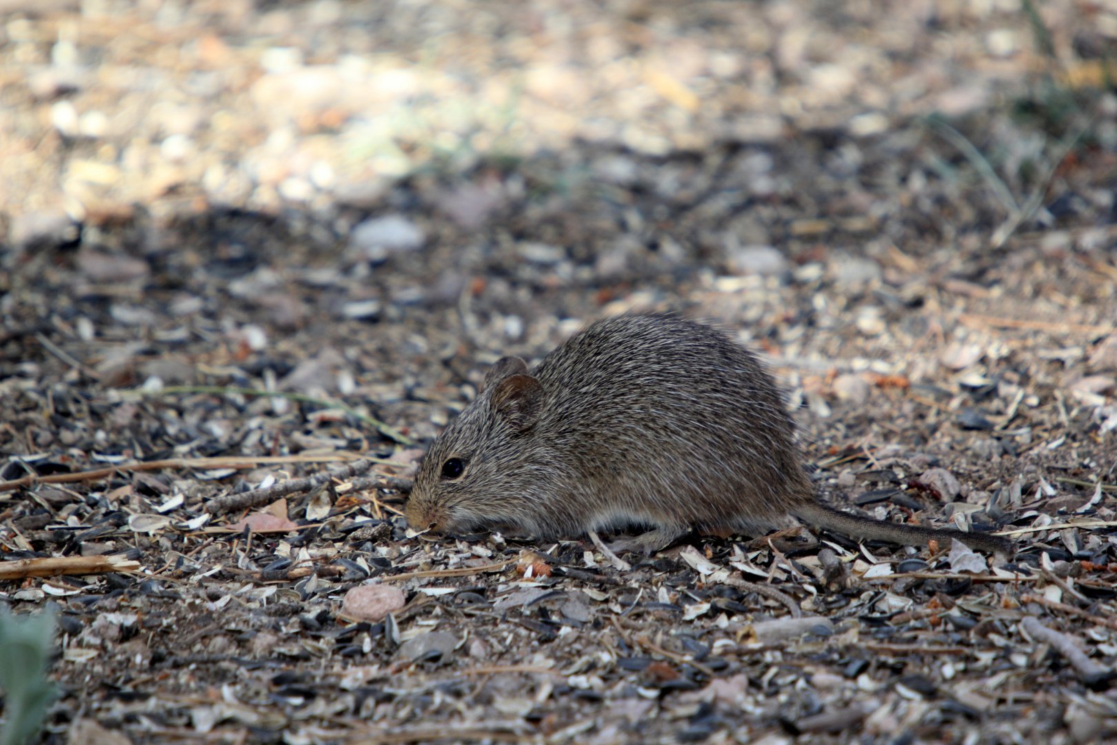 yellow-nosed cotton rat (Sigmodon ochrognathus)