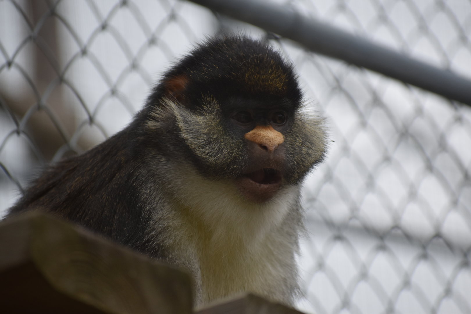 Yellow-nosed red-tail guenon - Espace zoologique de Saint Martin la Plaine 2023