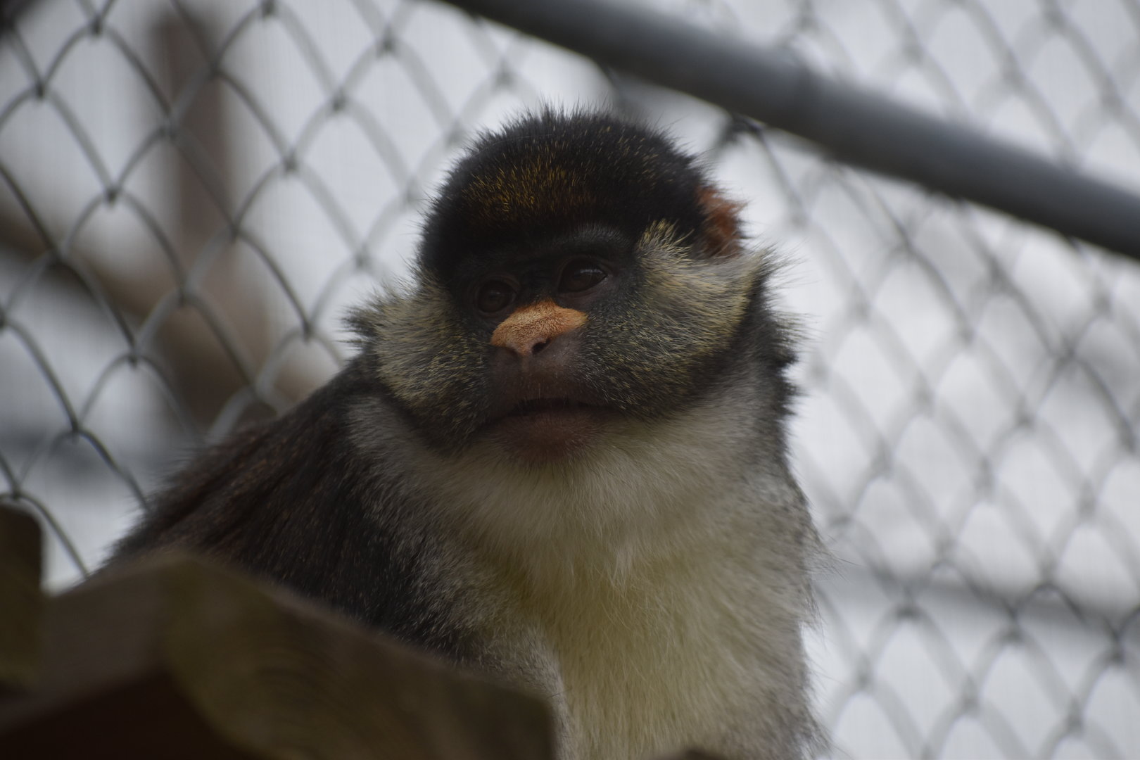 Yellow-nosed red-tail guenon - Espace zoologique de Saint Martin la Plaine 2023
