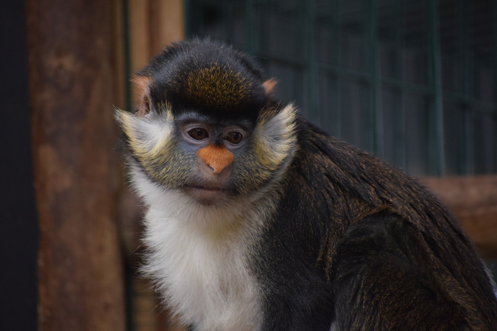 Yellow-nosed red-tail guenon - Parc zoologique de Saint-Martin-la-Plaine