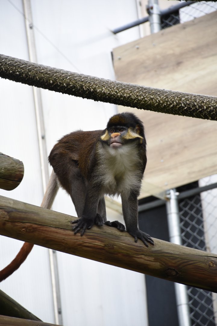 Yellow-nosed red-tailed guenon - Zoo de Saint-Martin-la-Plaine