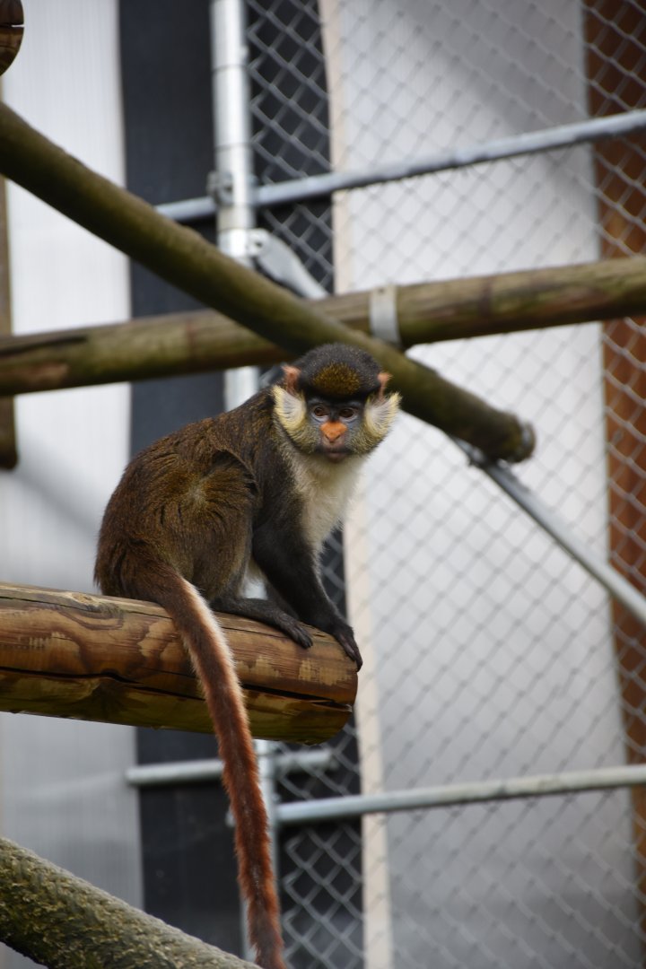 Yellow-nosed red-tailed guenon - Zoo de Saint-Martin-la-Plaine
