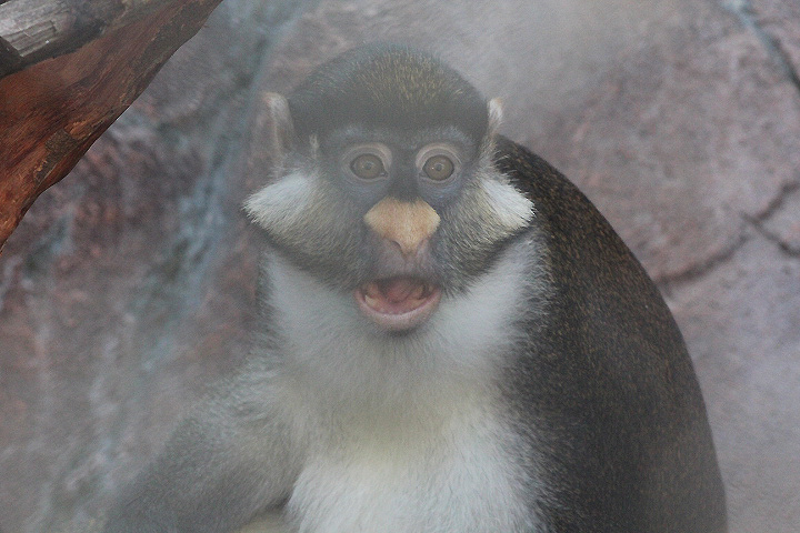 Yellow-nosed red-tailed monkey (Cercopithecus ascanius whitesidei)