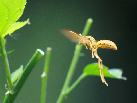 Yellow Oriental Paper Wasp
