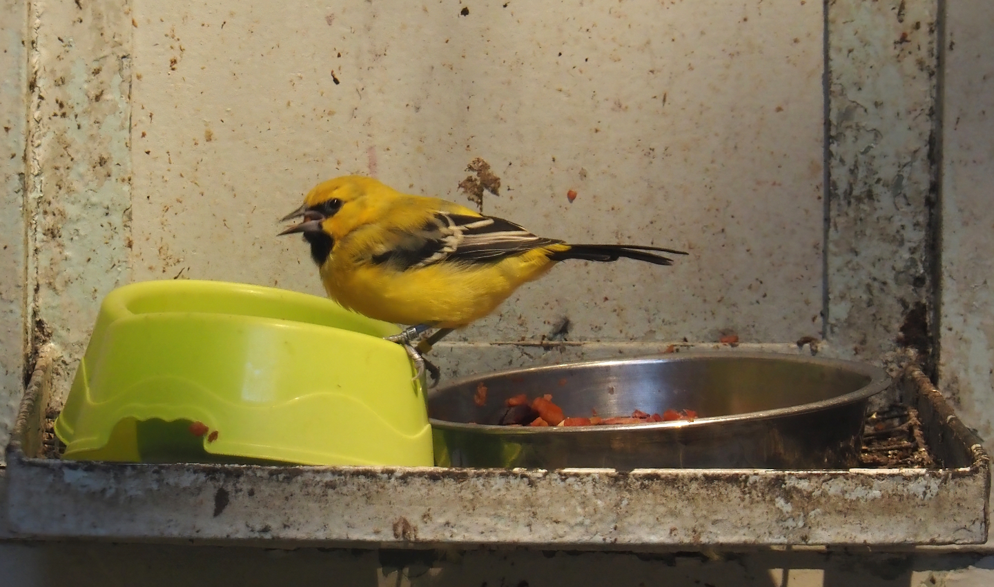 Yellow oriole (Icterus nigrogularis), 2024-05-22