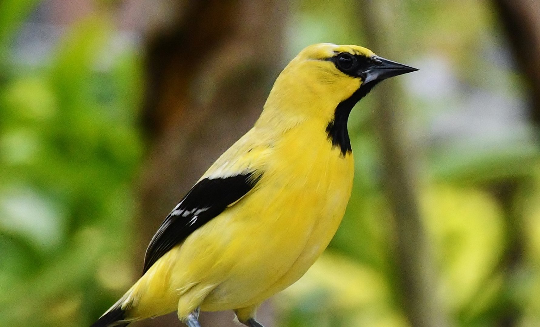 Yellow Oriole (Icterus nigrogularis)