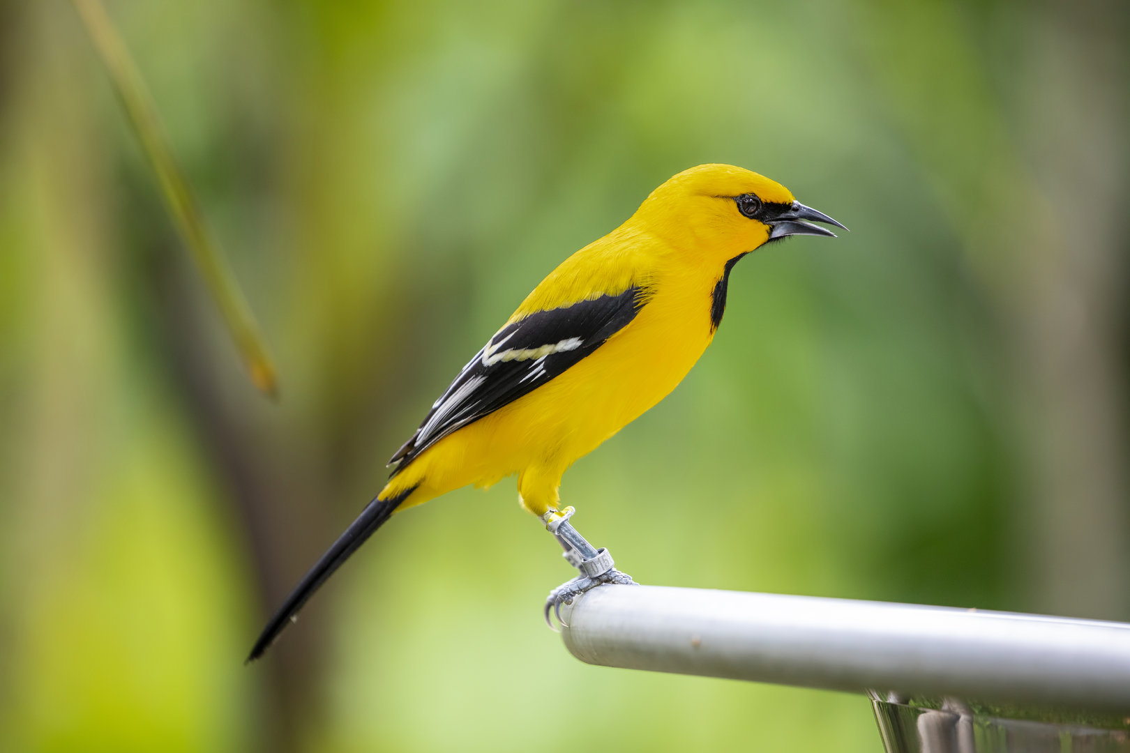 yellow oriole (Icterus nigrogularis)