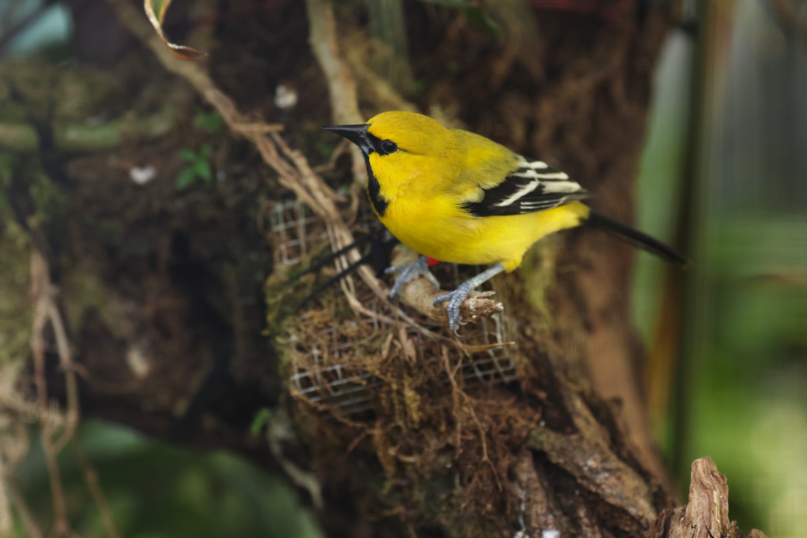 Yellow Oriole (Icterus nigrogularis)