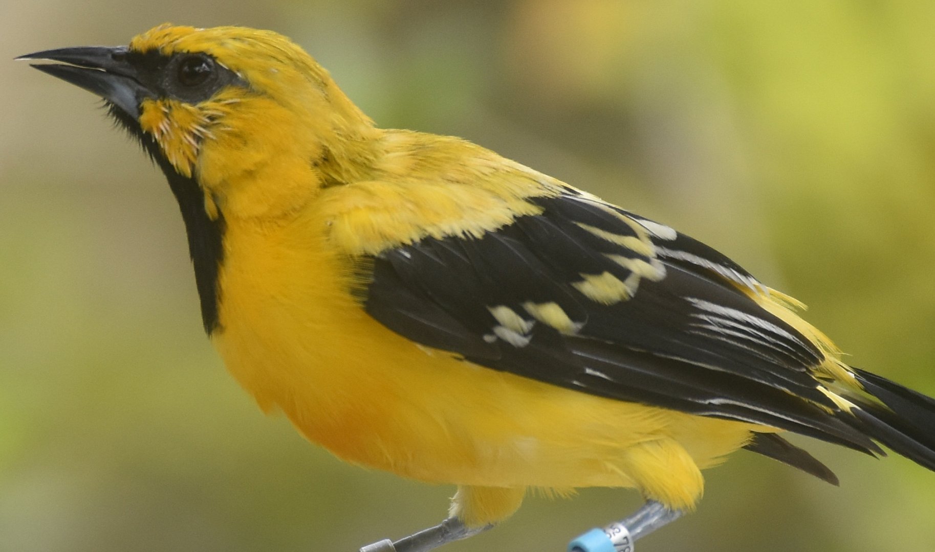 Yellow Oriole (Icterus nigrogularis)