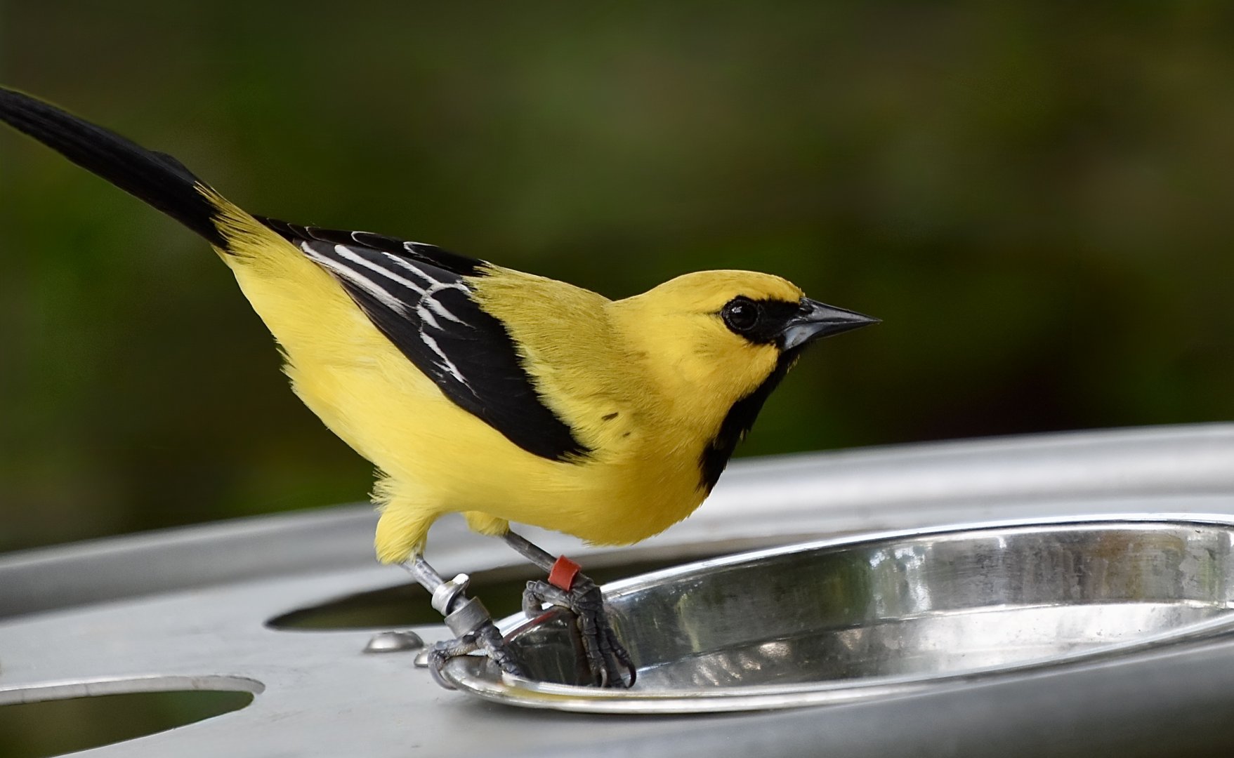 Yellow Oriole (Icterus nigrogularis)