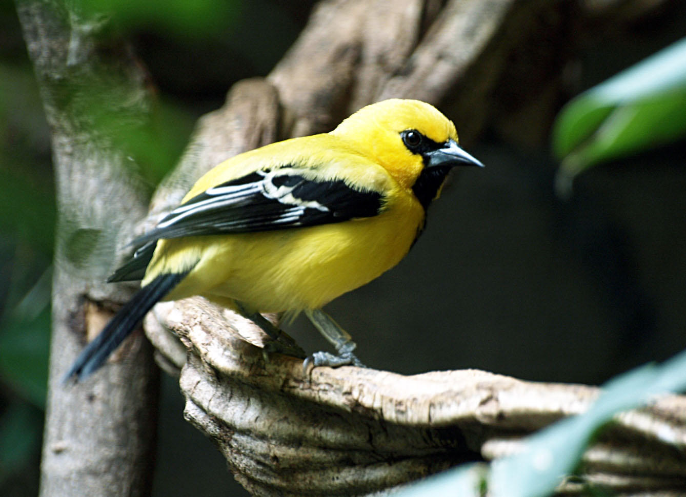 Yellow oriole