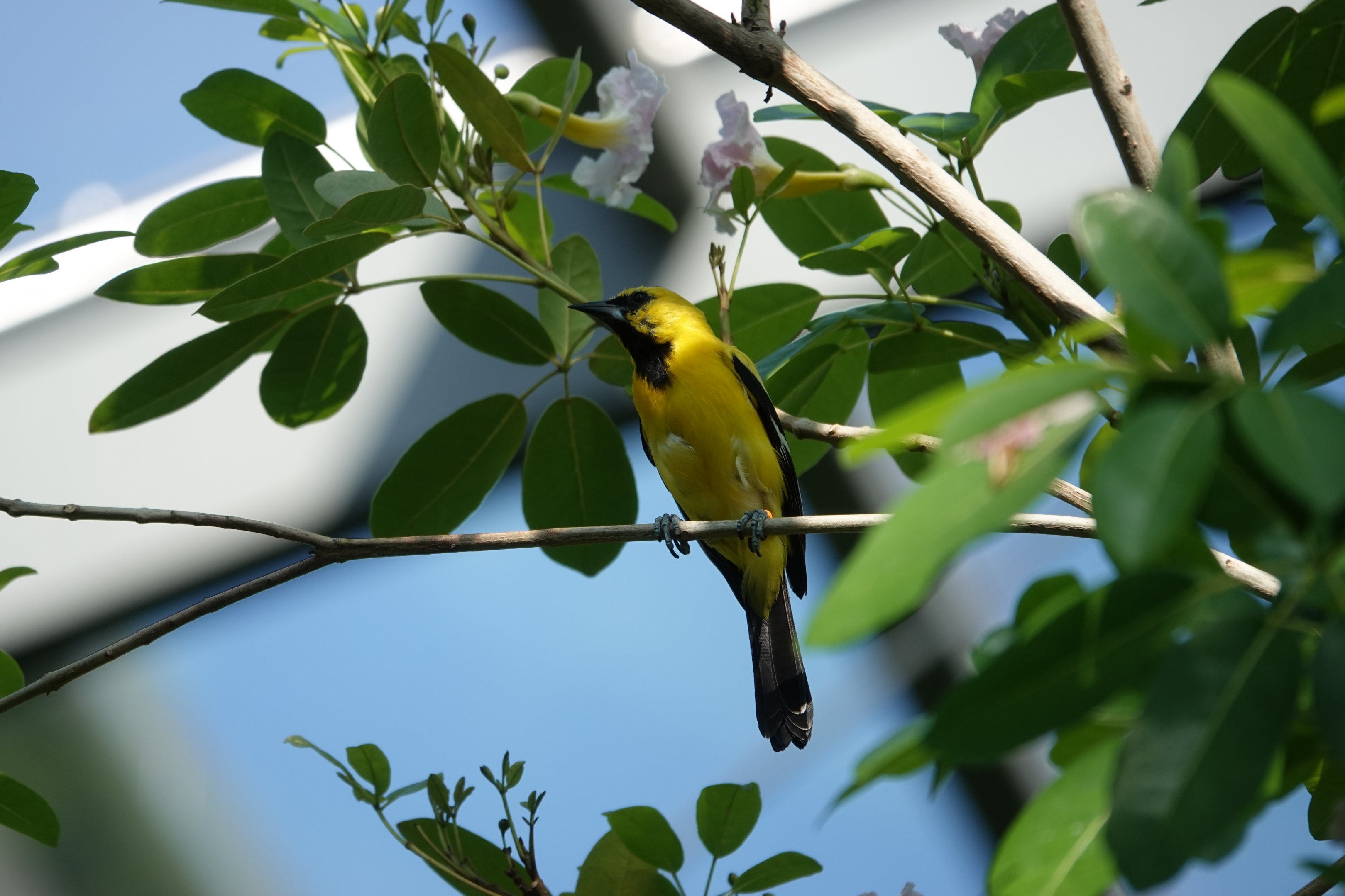 Yellow oriole