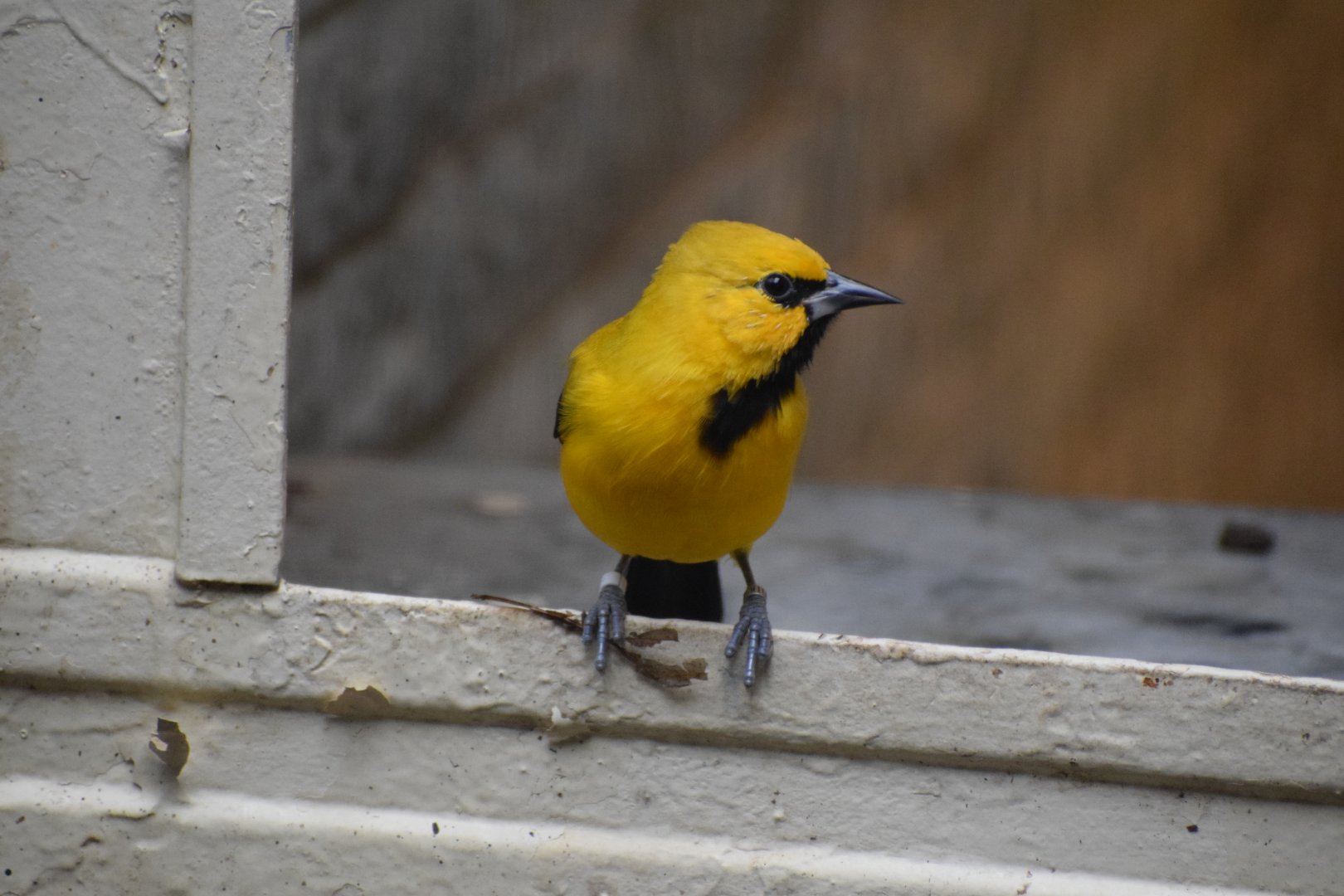 Yellow oriole