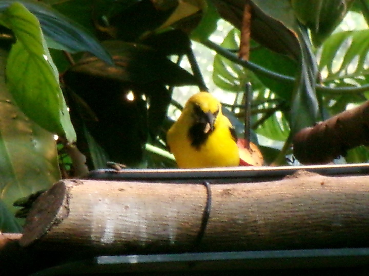 Yellow oriole