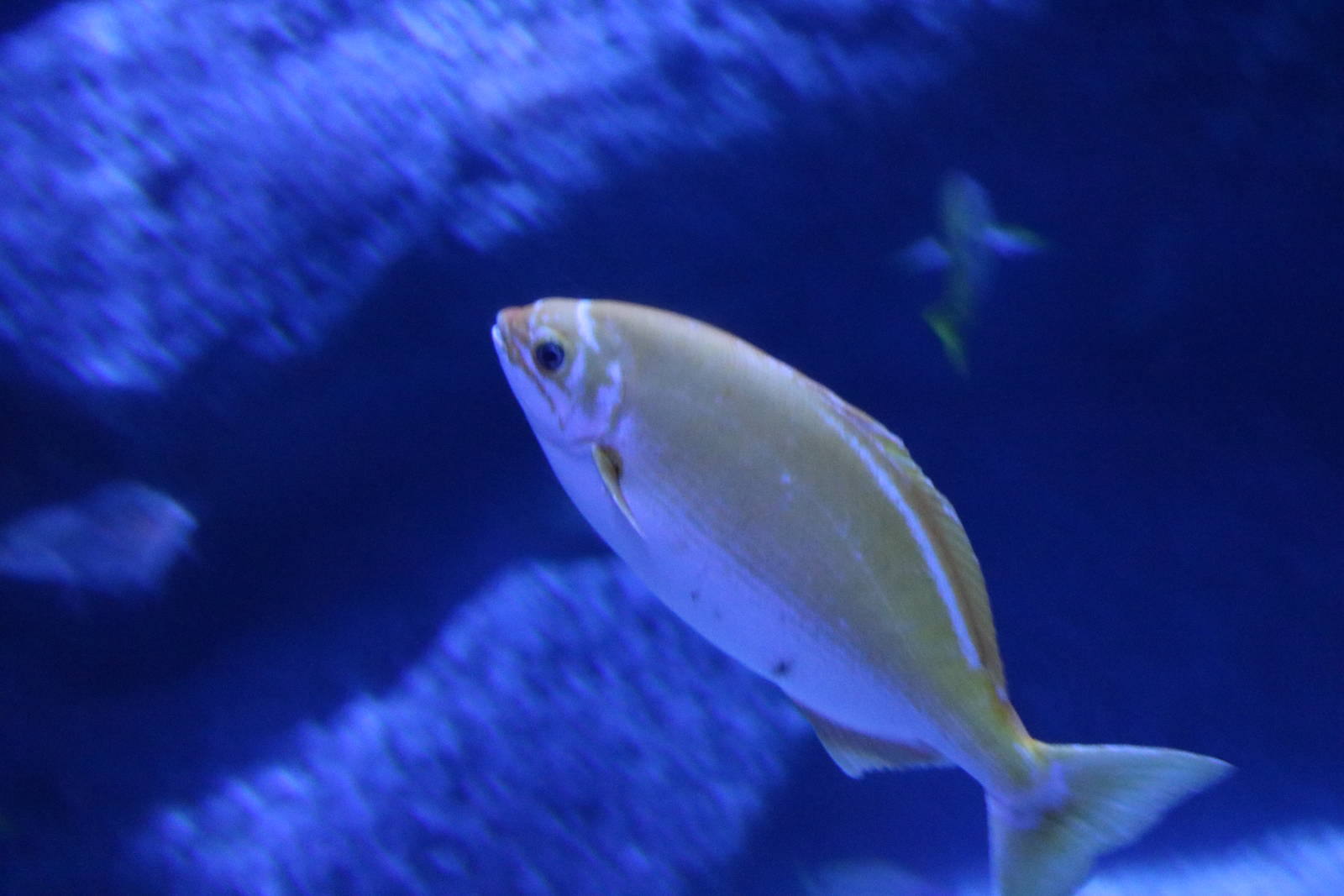 Yellow Pacific drummer - Sumida Aquarium, February 2016
