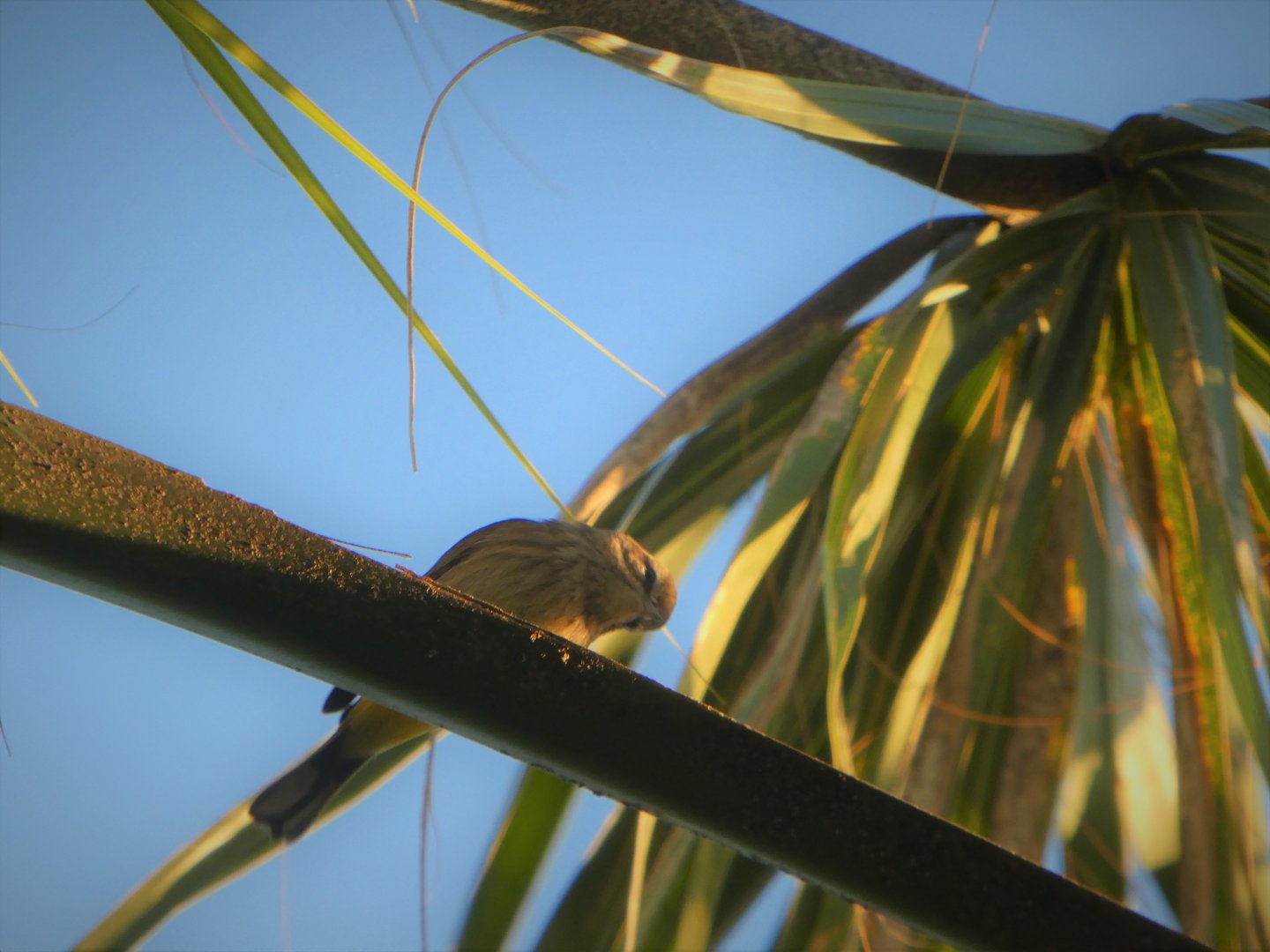 Yellow Palm Warbler