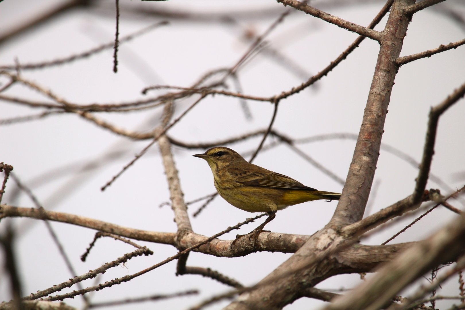 Yellow Palm Warbler