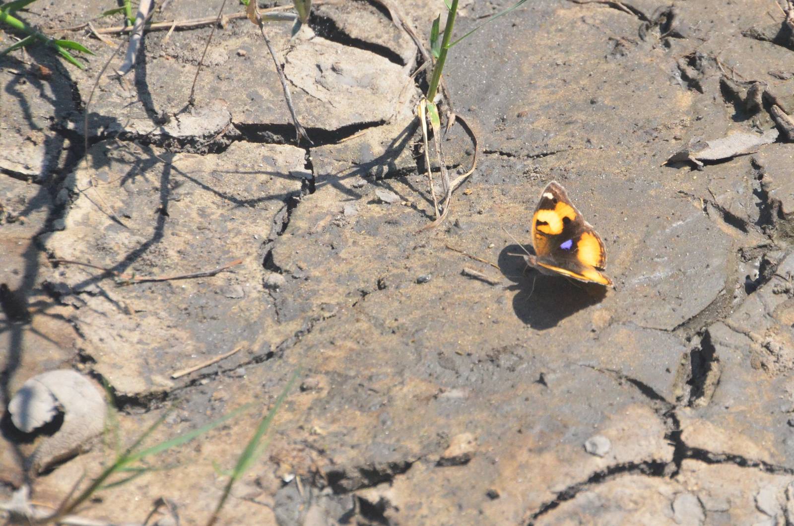Yellow Pansy, Moremi Game Reserve, Botswana, 26/04/16