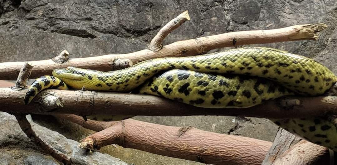 Yellow/Paraguayan anaconda (Eunectes notaeus)