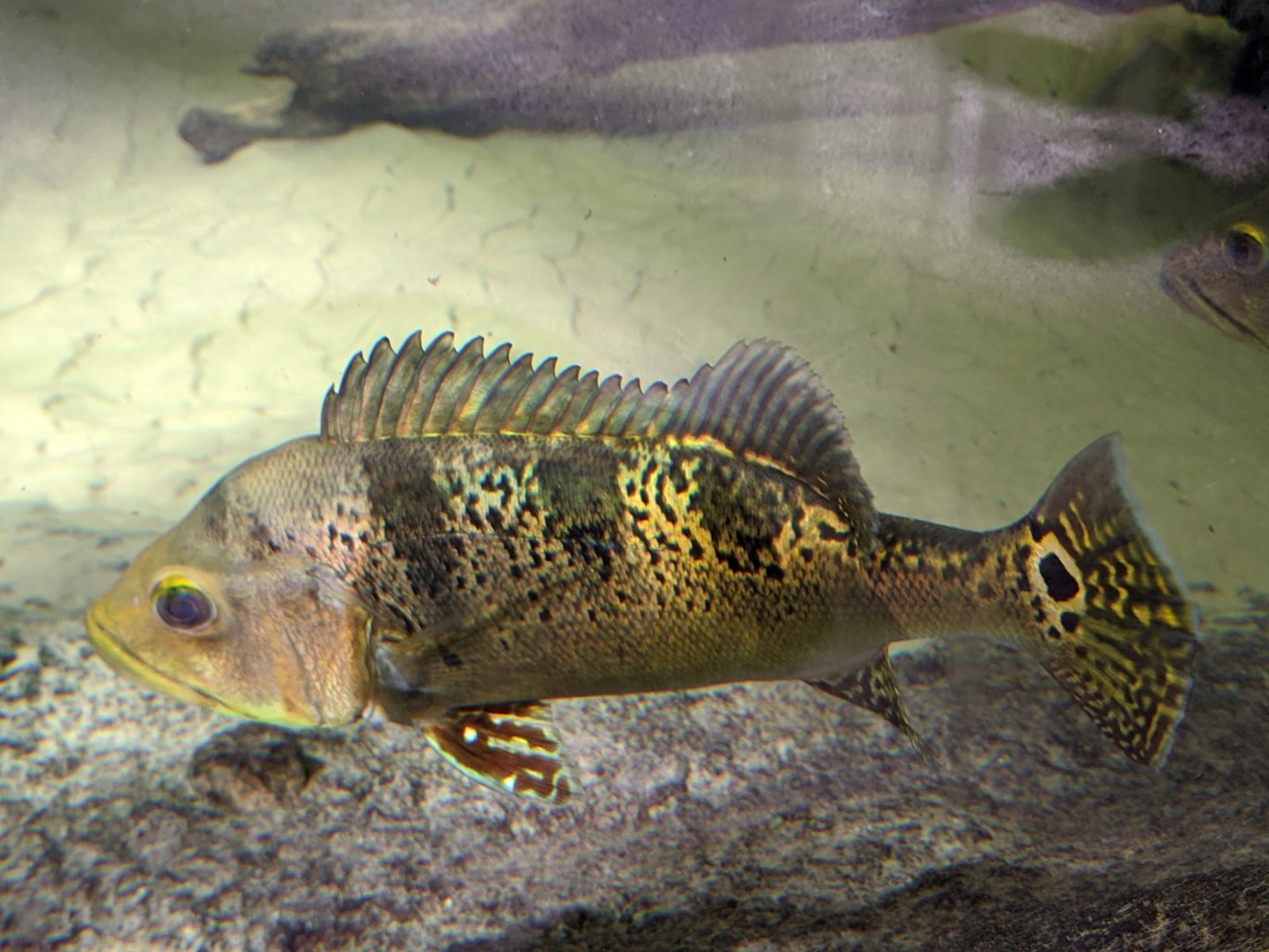 Yellow peacock bass - reopening 31-08-2020