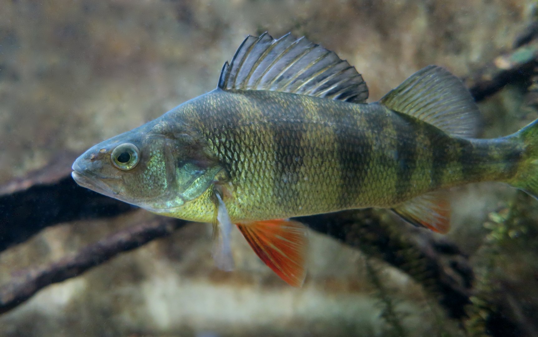 Yellow Perch (Perca flavescens) - Cold Spring Harbor Fish Hatchery & Aquarium