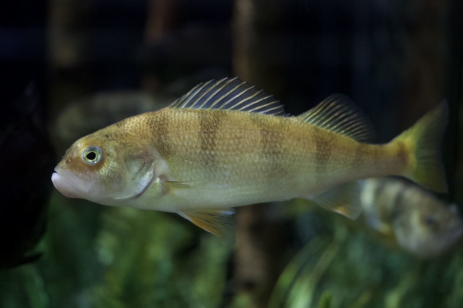 Yellow perch/ Perca flavescens