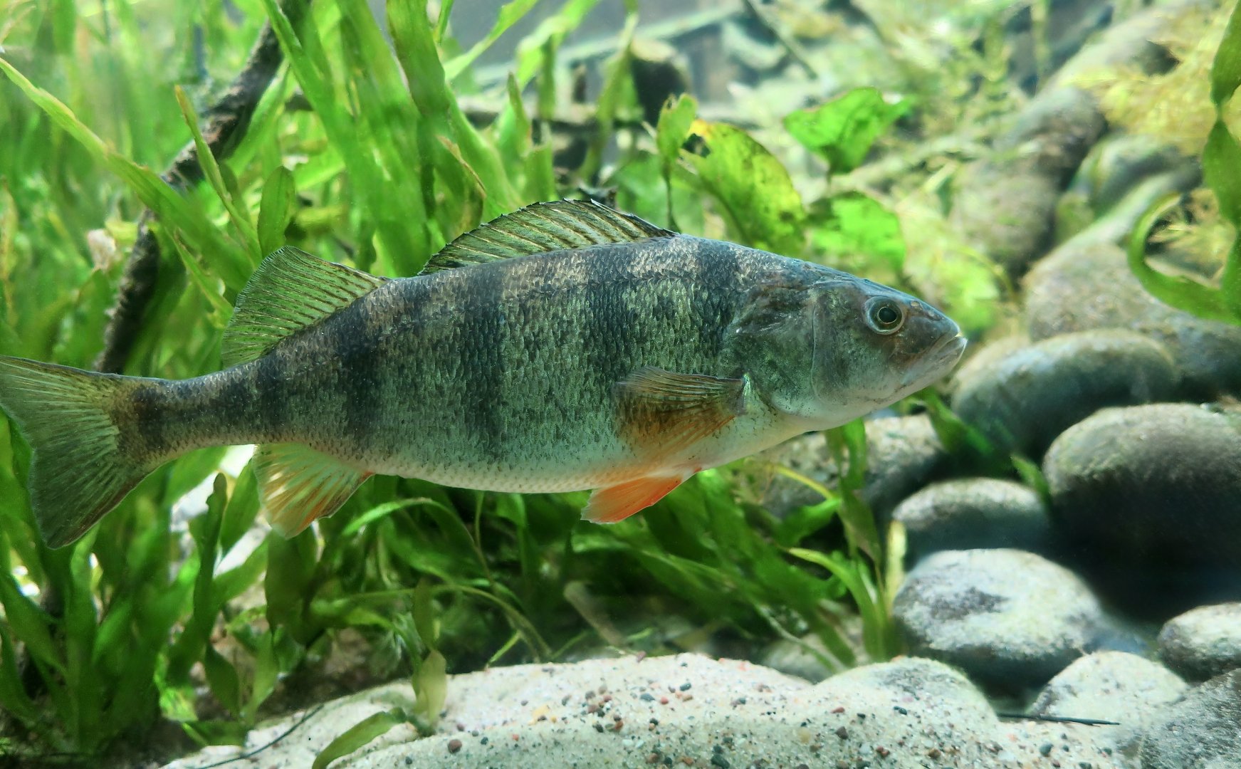 Yellow Perch (Perca flavescens)
