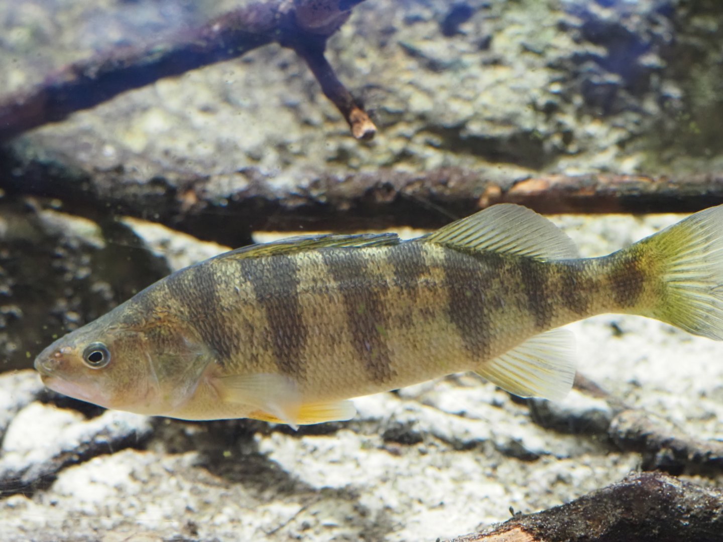 Yellow Perch