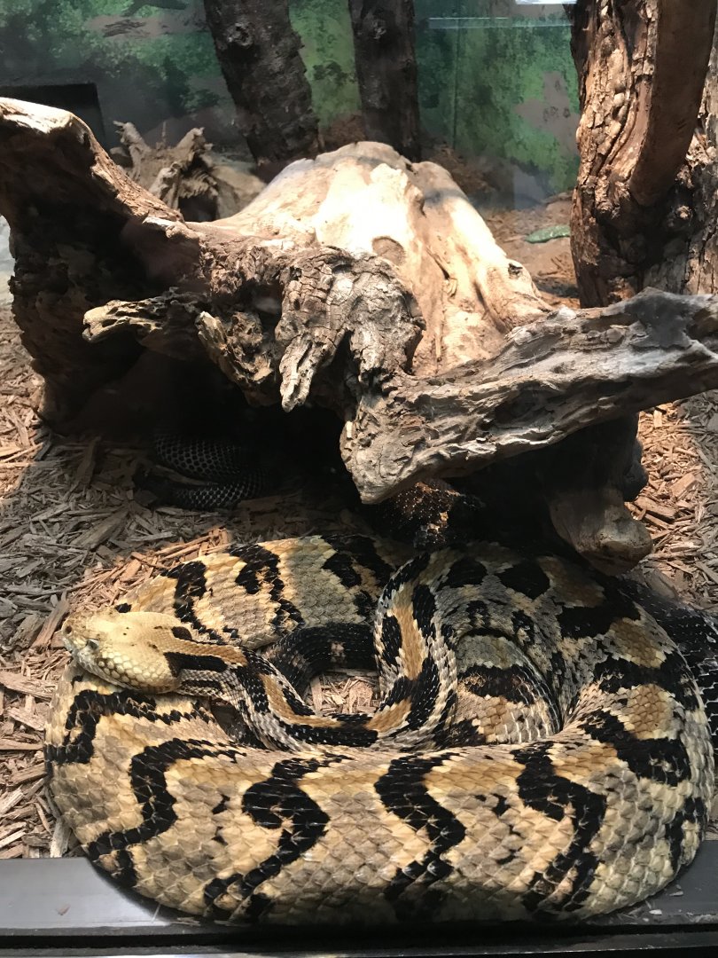 “Yellow Phase” timber rattlesnake
