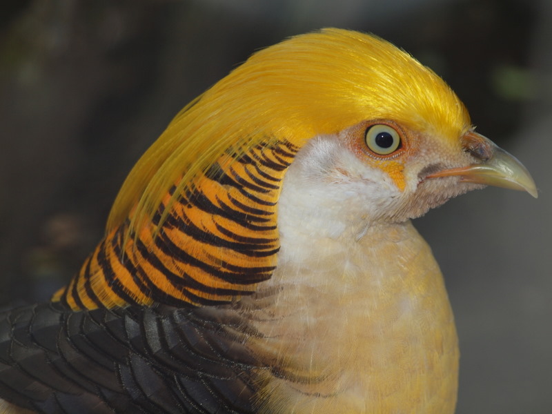 Yellow Pheasant