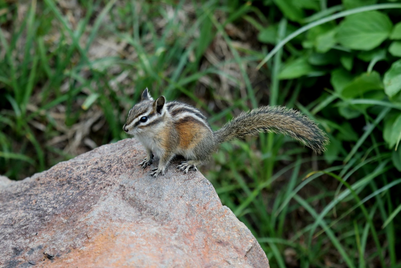 Yellow-pine Chipmunk (Neotamias amoenus)