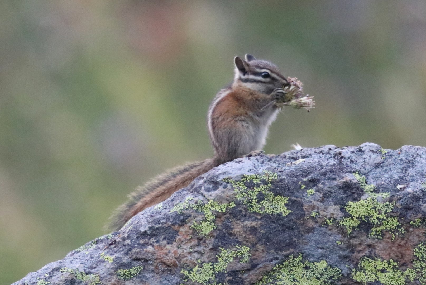 Yellow-pine Chipmunk (Neotamias amoenus)
