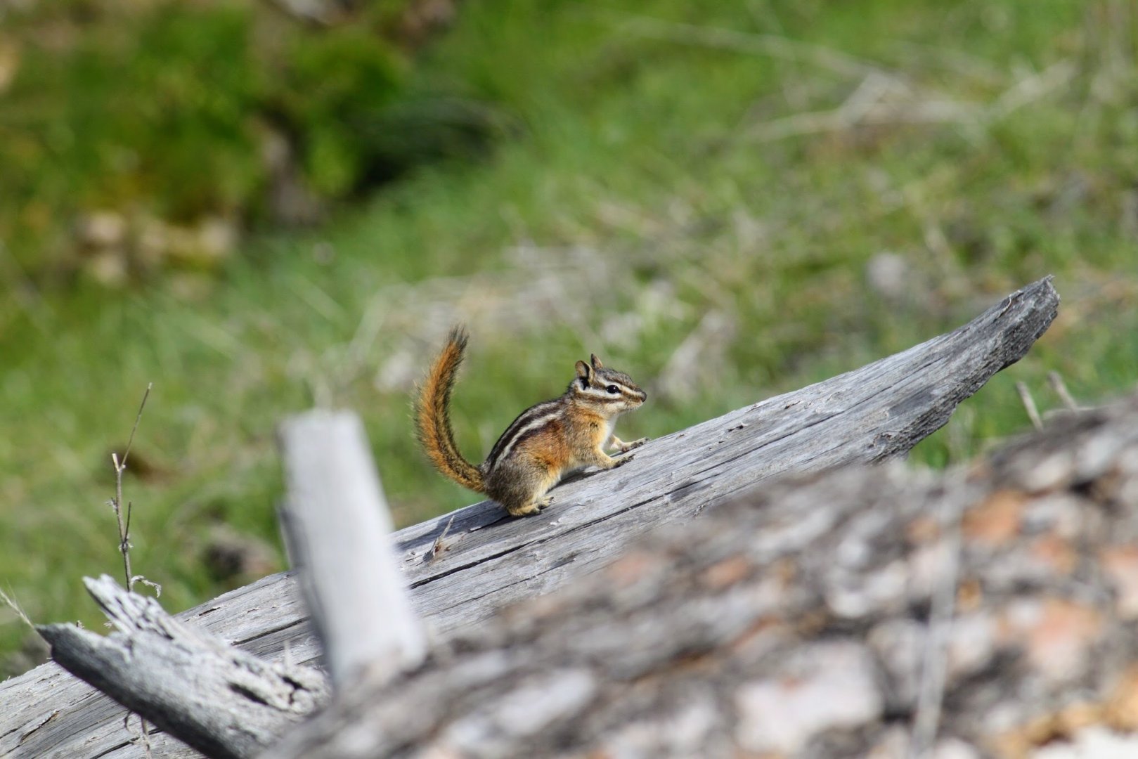 Yellow Pine Chipmunk
