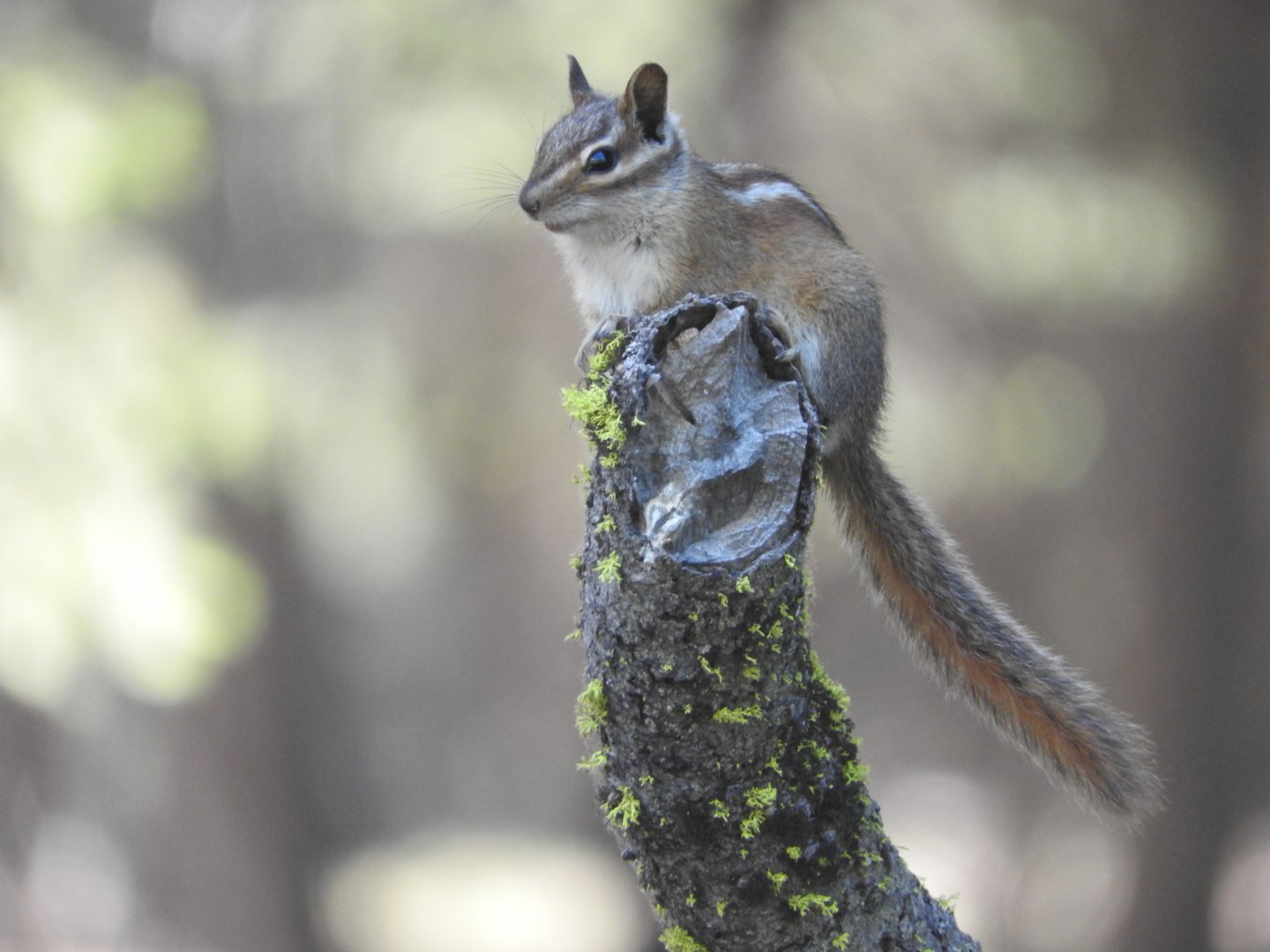 Yellow-pine Chipmunk