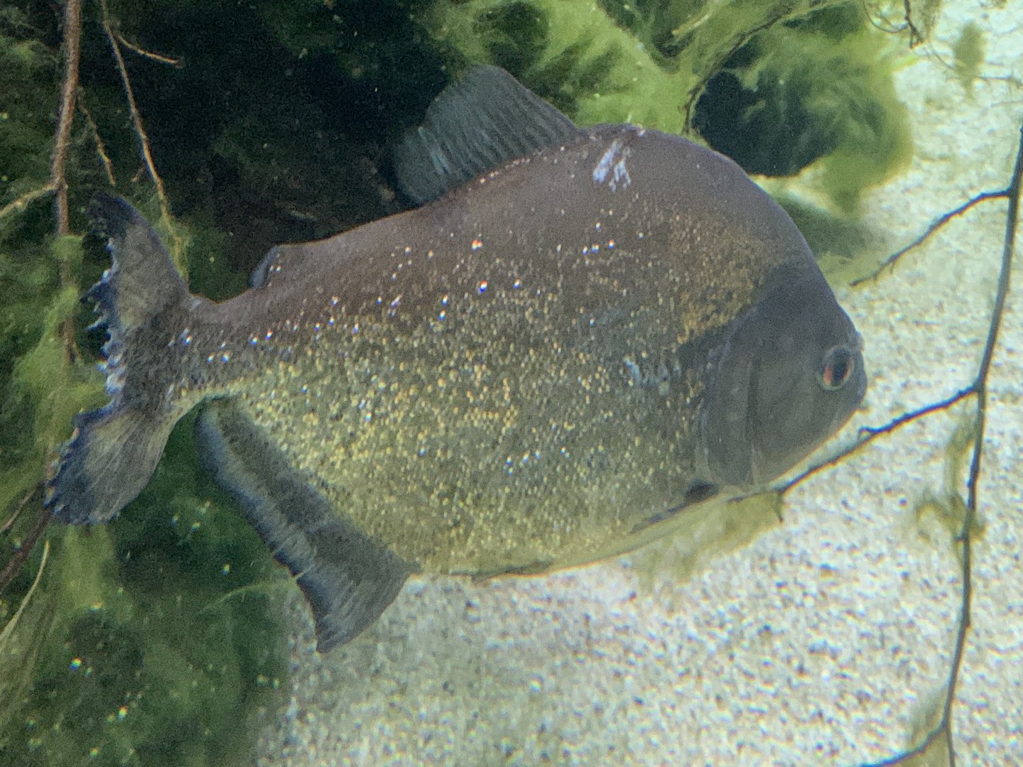 Yellow piranha