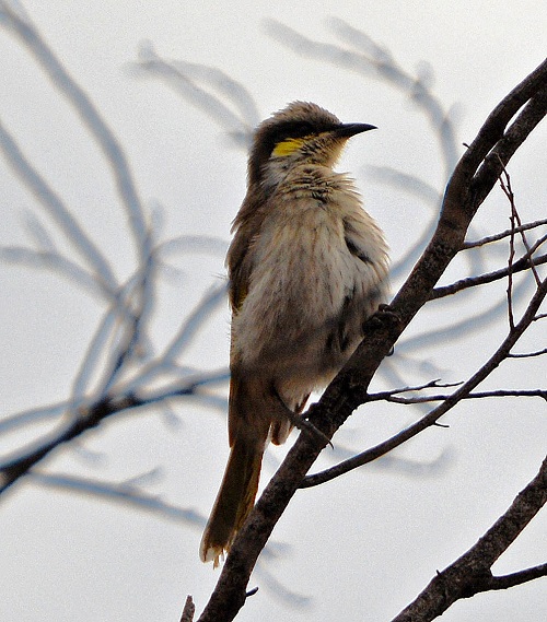 Yellow-plumed honeyeater 1