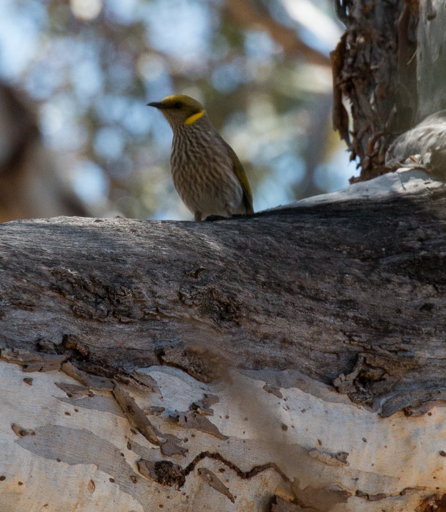 Yellow-plumed Honeyeater