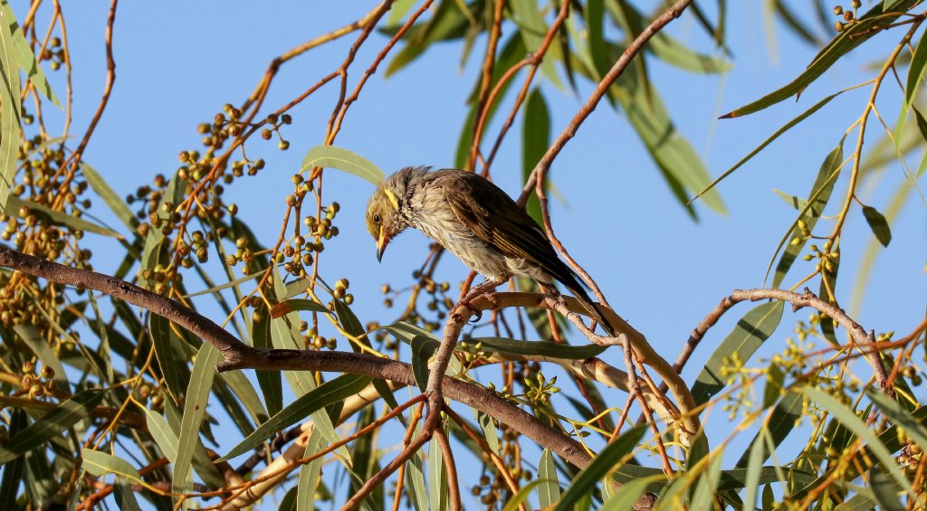 Yellow-plumed Honeyeater