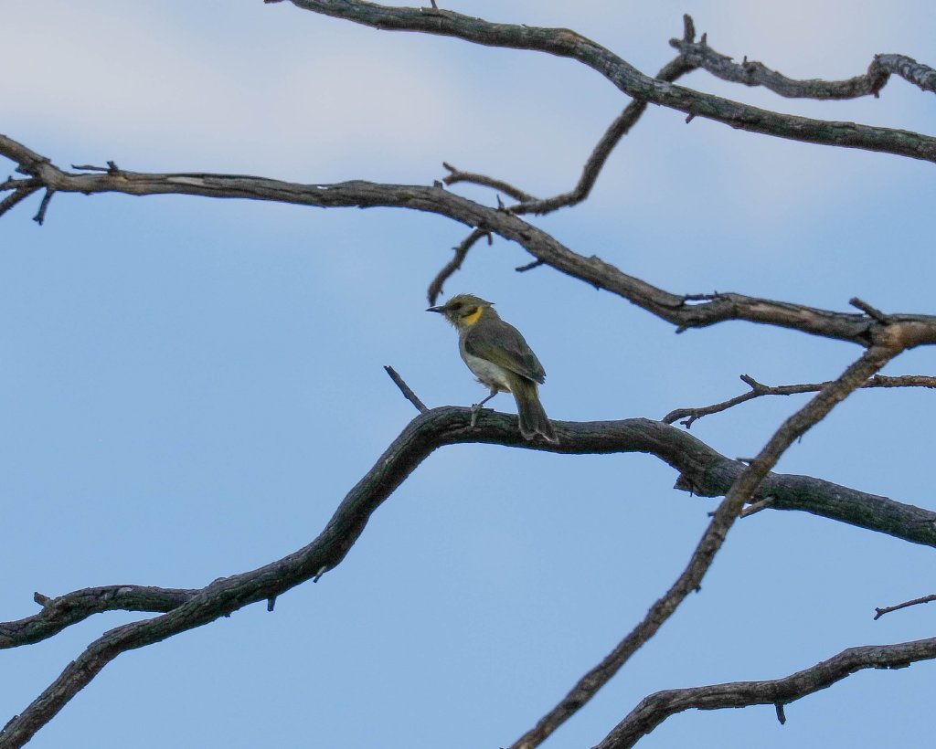 Yellow-plumed Honeyeater