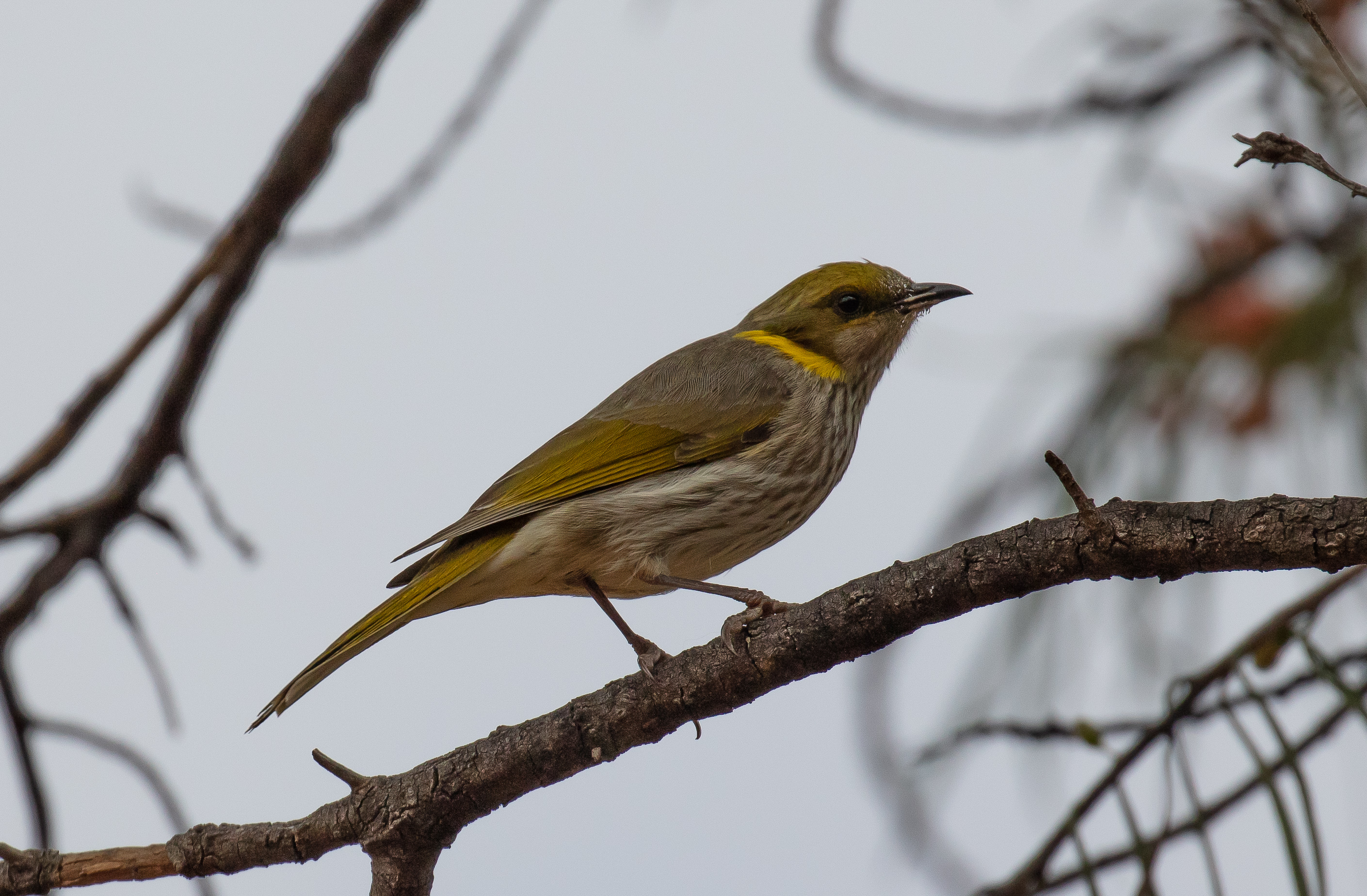 Yellow-plumed Honeyeater