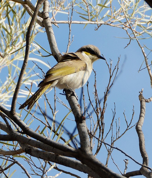 Yellow-plumed honeyeater