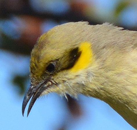 Yellow-plumed honeyeater