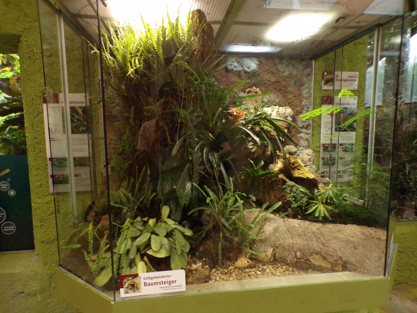 Yellow poison dart frog exhibit 13.7.25